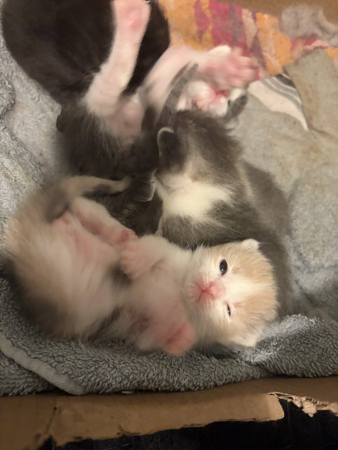 cats 🐈 tweet media