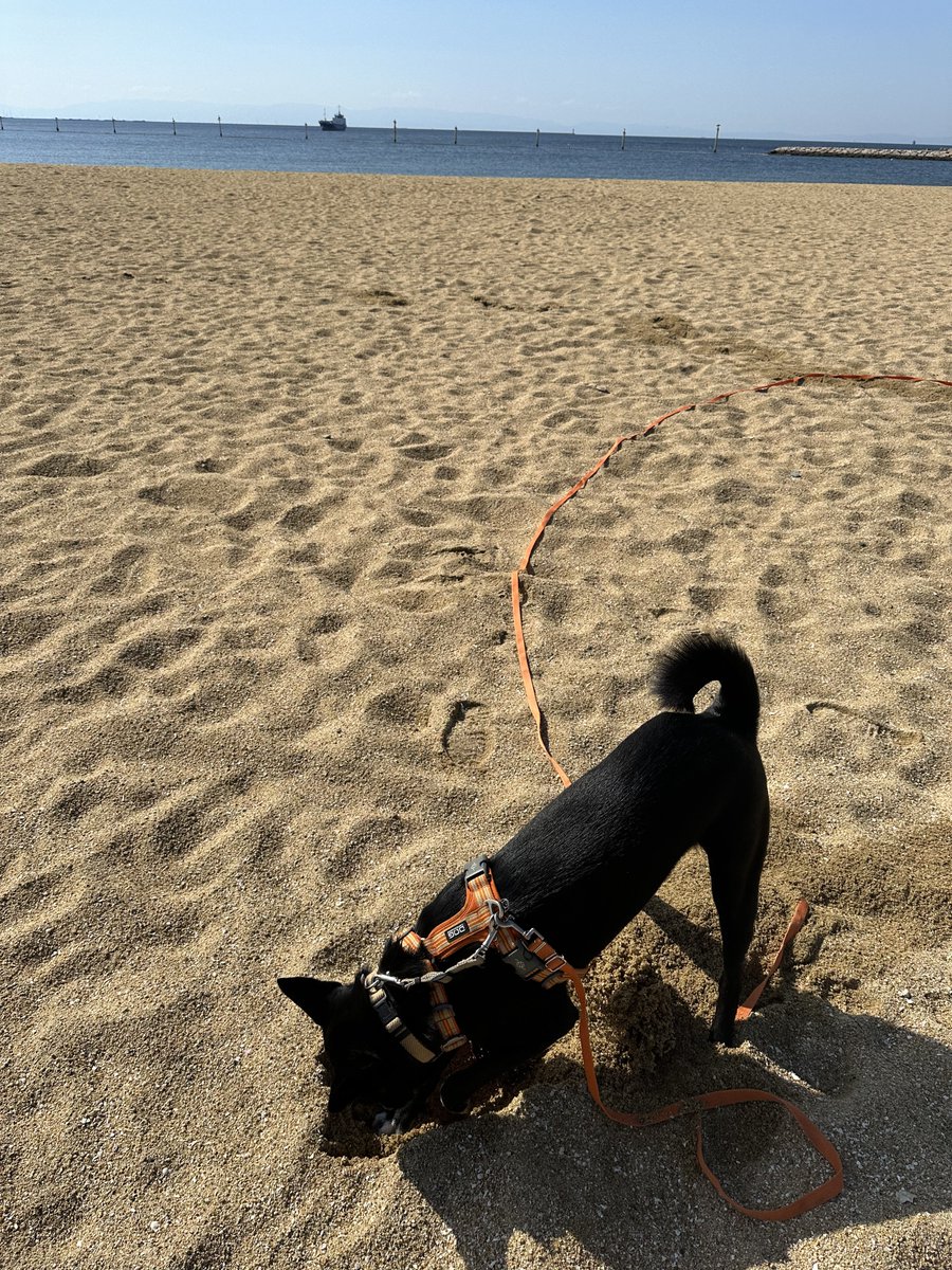 桜愛日々/6月までおやすみ tweet media