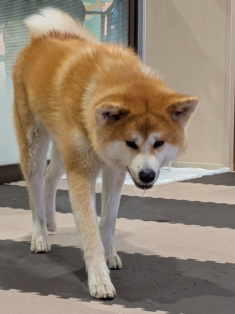 秋田犬の里【公式】 tweet media