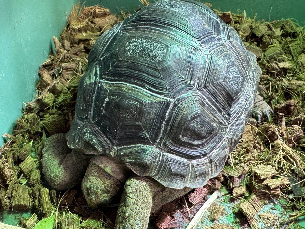 tortoiseplanet's tweet photo. 寝ゾウガメベビー https://t.co/0086S8n4AT