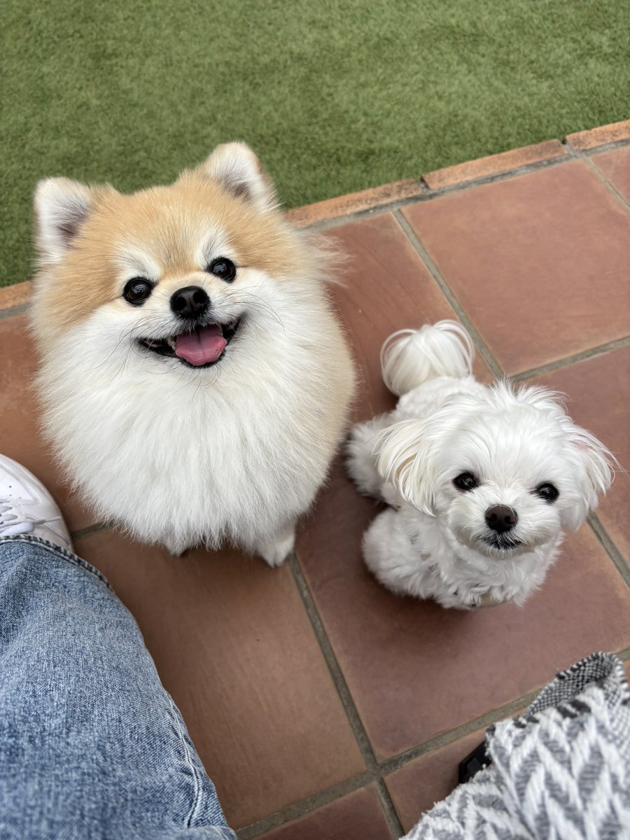 ぷりてぃーぬ tweet media