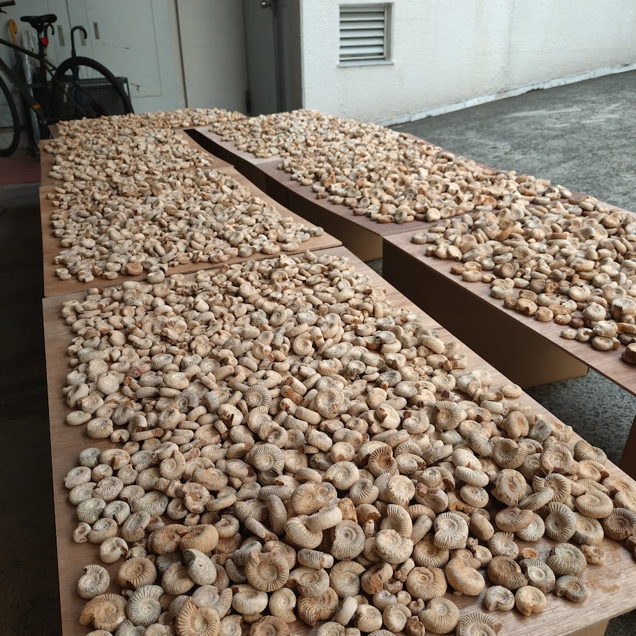 今日は天気が良かったのでアンモナイト干しました🌞
（量がおかしい）

明日から新宿ショールーム（紀伊國屋書店新宿本店1階）にて、「ツーソン新着フェア2026」開催します！お楽しみにー！