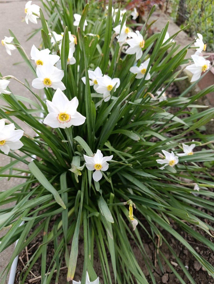 HILAL_L 🇱🇧 tweet media