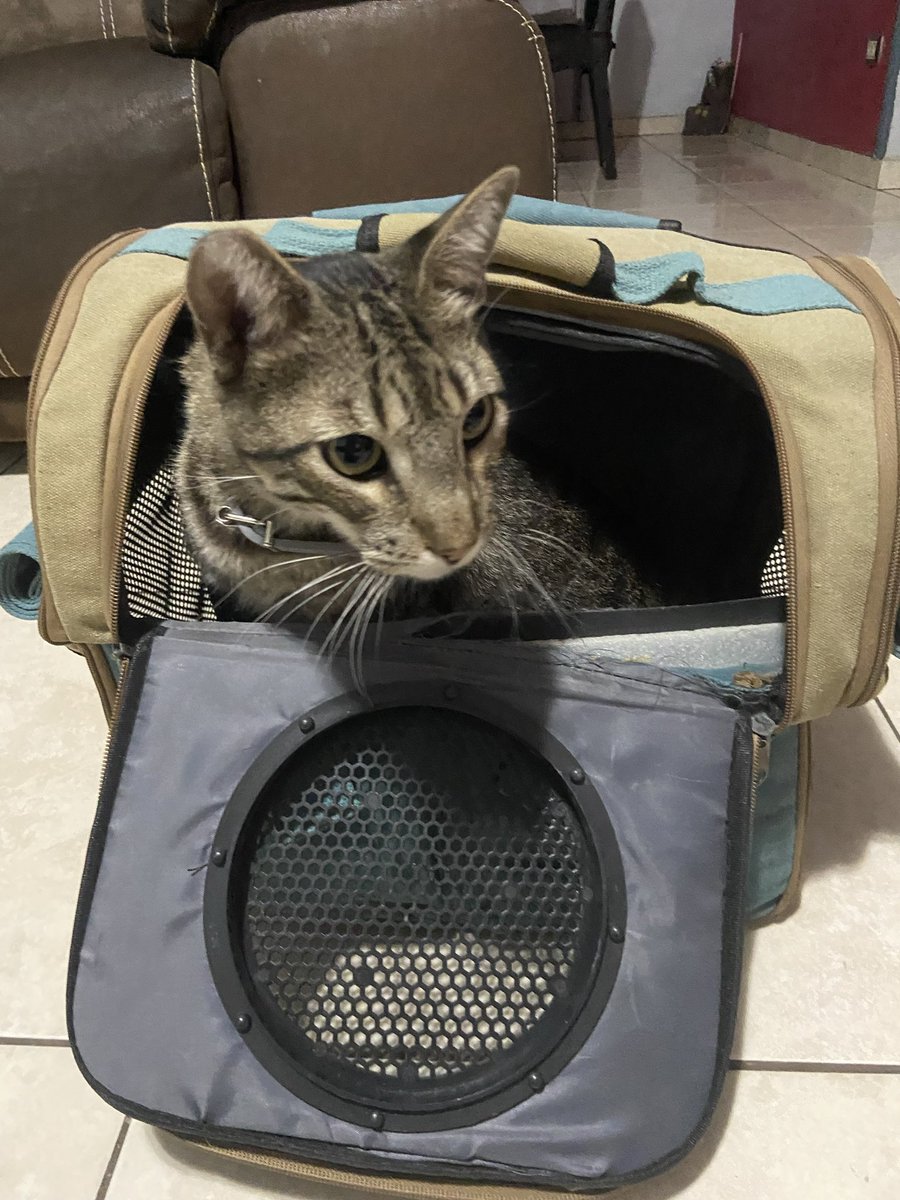 ˚ ༘✧✭𝓃𝒶𝑜✭˚ ༘✧ tweet media