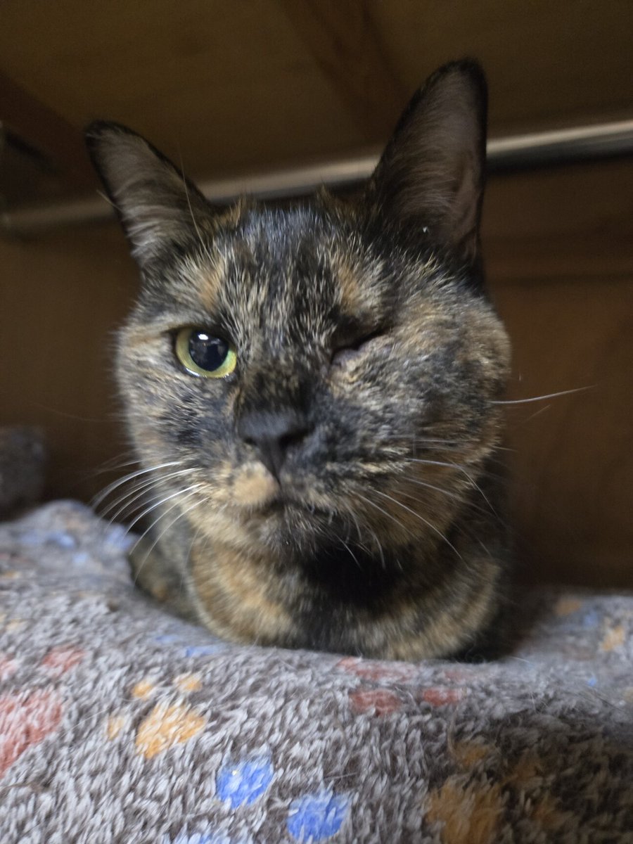 栃木県里親募集動物情報 tweet media