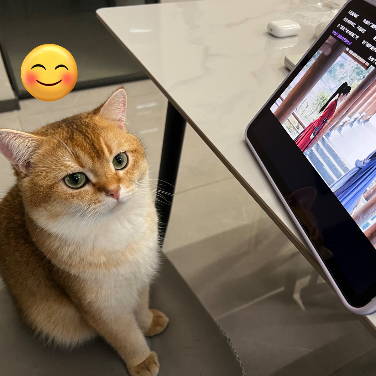 Yeee76z's tweet photo. Human drama is complicated. I prefer tuna.
Meowflix tonight: Zhu Yu only.
#cat #meowflix #cattv #cozyvibes #ZhuYu https://t.co/bKStzyOPEa
