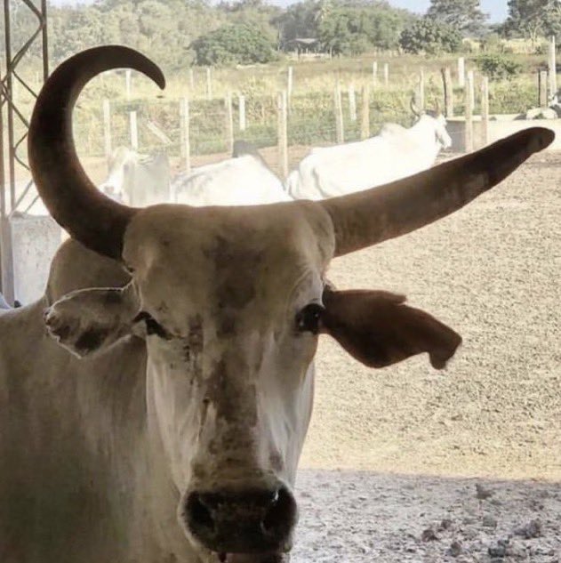 We all know the brand this cow would be signed to if it was an athlete