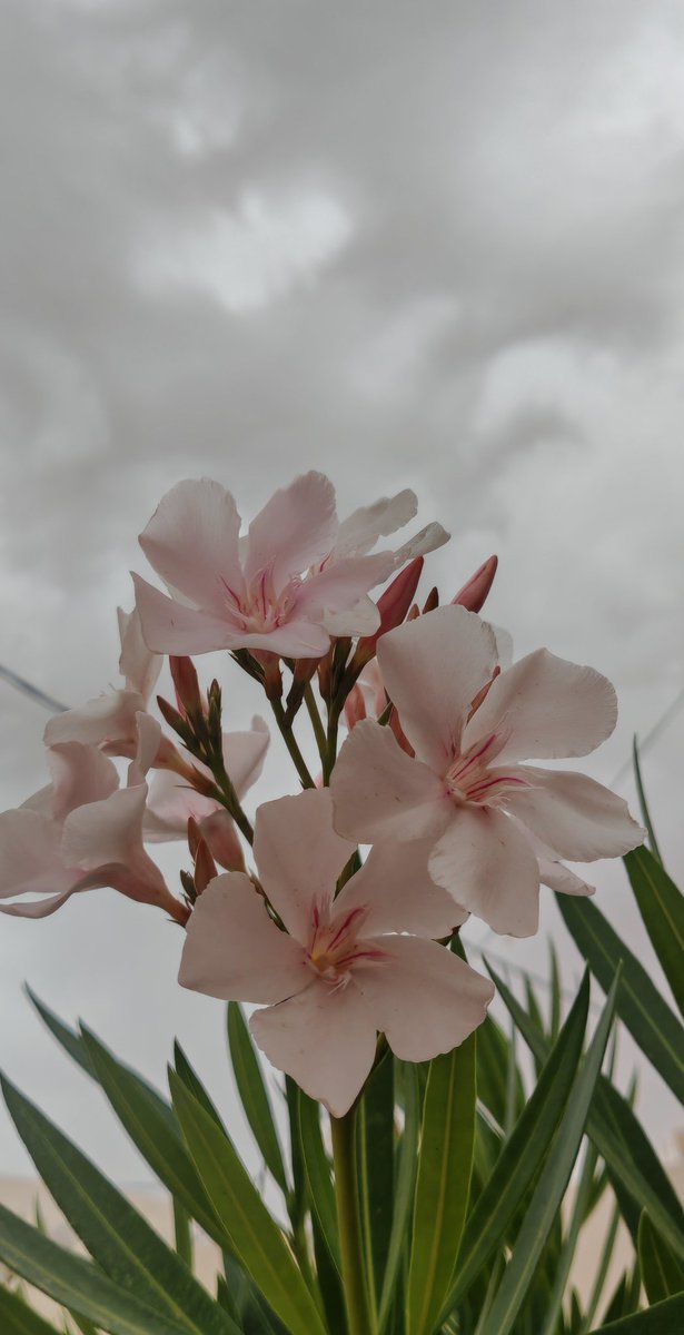 محمد اليوسف tweet media