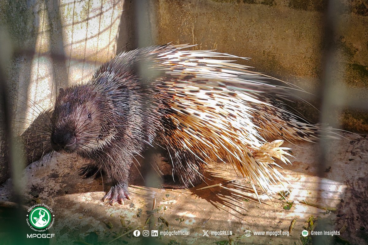 mpoGREEN's tweet photo. LAWATAN PENILAIAN LOKASI CADANGAN PROJEK PEMBIAKBAKAAN SPESIES MANGSA HARIMAU MALAYA

MPOGCF bersama PERHILITAN dan FELDA telah menjalankan lawatan penilaian tapak dari 7–10 April di enam lokasi berpotensi di Johor, Pahang dan Negeri Sembilan. https://t.co/tJpQbxw6tE