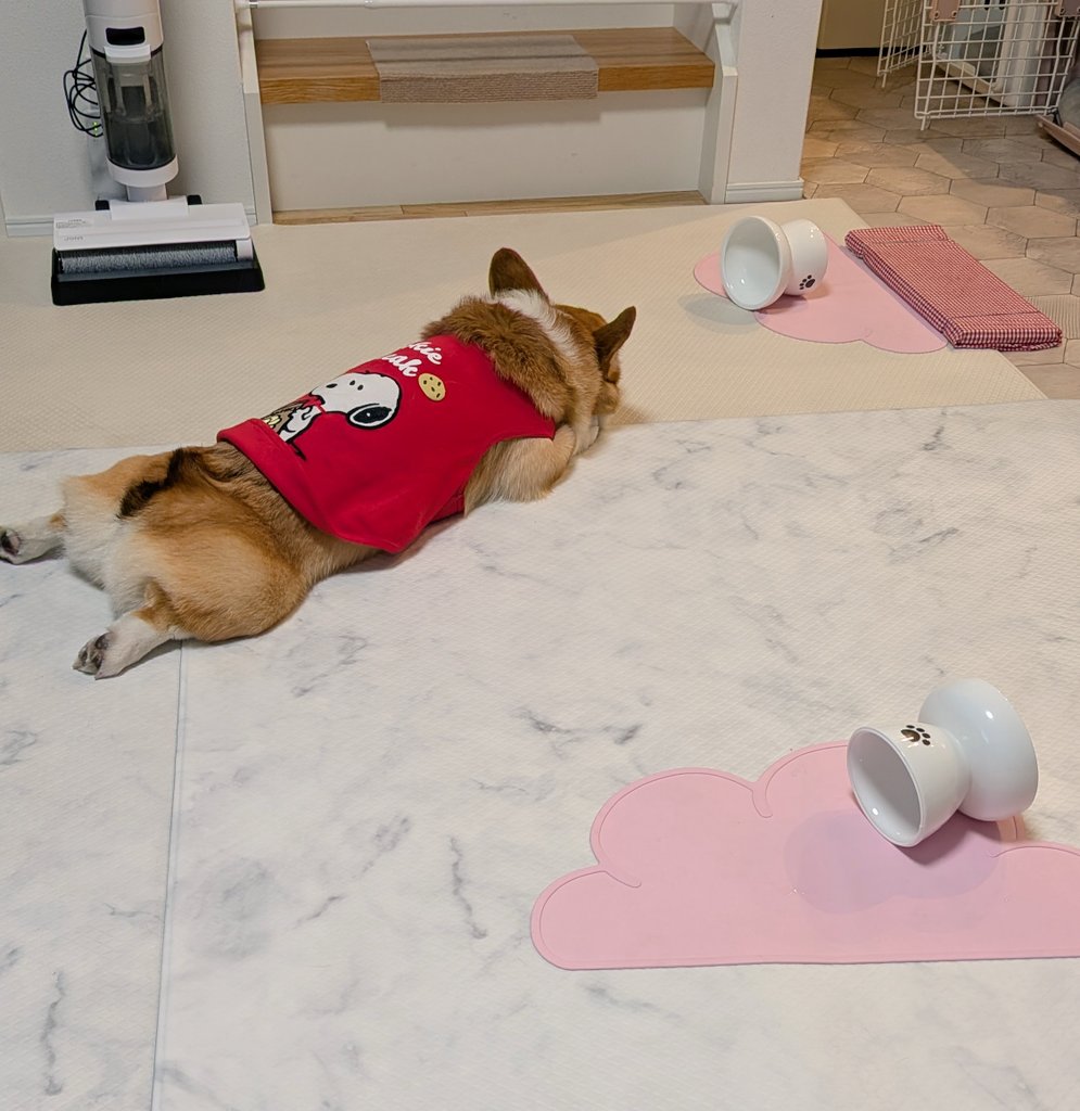 コーギーめるぱる🍎めぐすけ tweet media