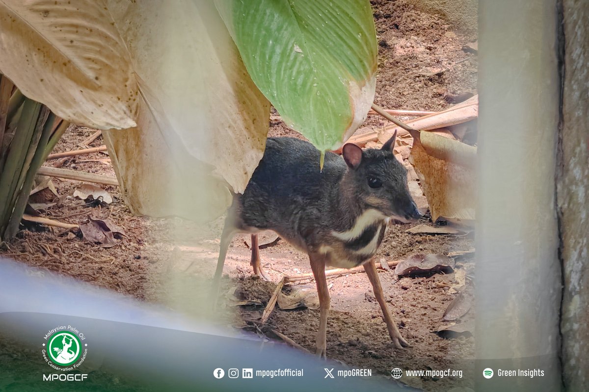 mpoGREEN's tweet photo. Spesies terlibat termasuk rusa sambar, pelanduk dan landak raya yang merupakan komponen penting dalam rantaian makanan harimau Malaya. https://t.co/C3tB92q6po