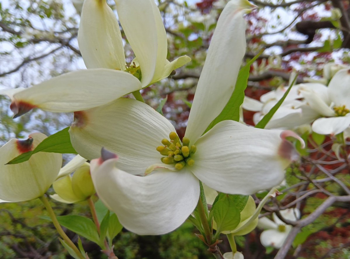 清澄庭園 tweet media