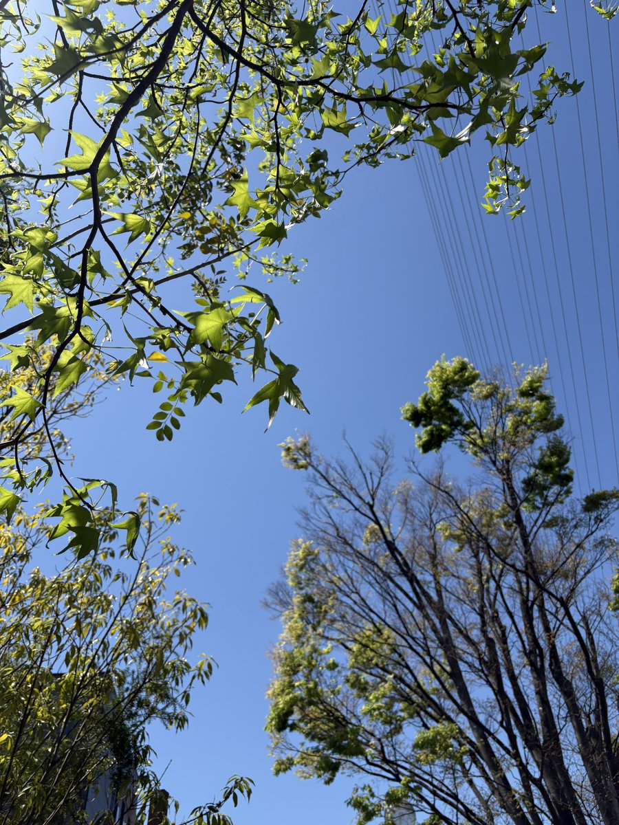今日のお昼は採用担当のリィリィ先輩と、本社のお庭でランチしました🌿

いい雰囲気でよきよき。またやりましょう。

ただ暖かい通り越して暑かったです😂お膝が今にもファイヤー🔥ってなりそうでした…