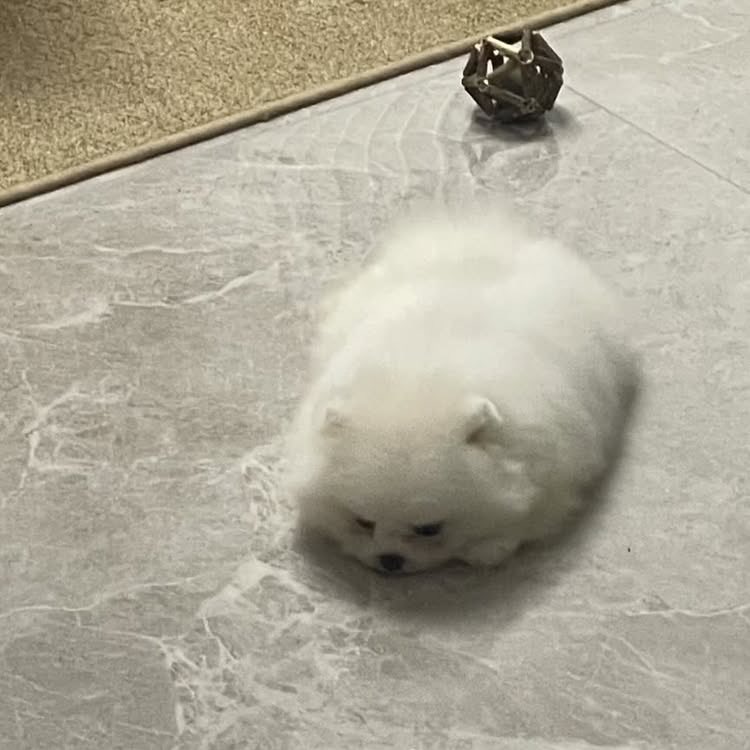 月台🌙YueTai ˗ˏˋ 狗三歲ˎˊ˗ tweet media