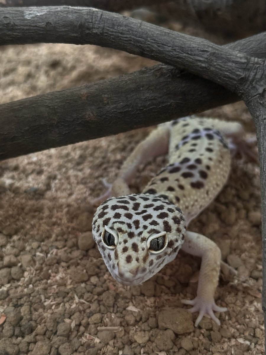 ReopMomo's tweet photo. あったかい日が続いて活動的🦎 https://t.co/pnQMV1vAWi