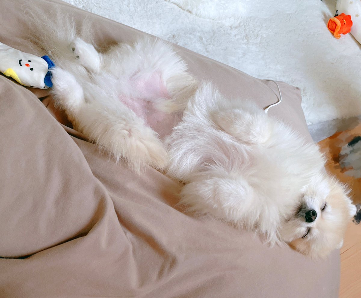 ちいさきかいじゅう🦖⸒⸒ tweet media