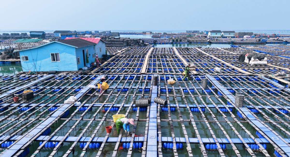 HolaFujian's tweet image. 😍 A delicious treat is here! 😋 
Over 60 million sea cucumbers from Lianjiang, Fuzhou, are now in their prime harvest season and hitting the market at their plumpest.👏  
#SeaCucumber #Seafood #Fuzhou #RefeshingFujian
@FuzhouCity @chinaconsulist @zhang_heqing
@AmbCina @LiaoningC