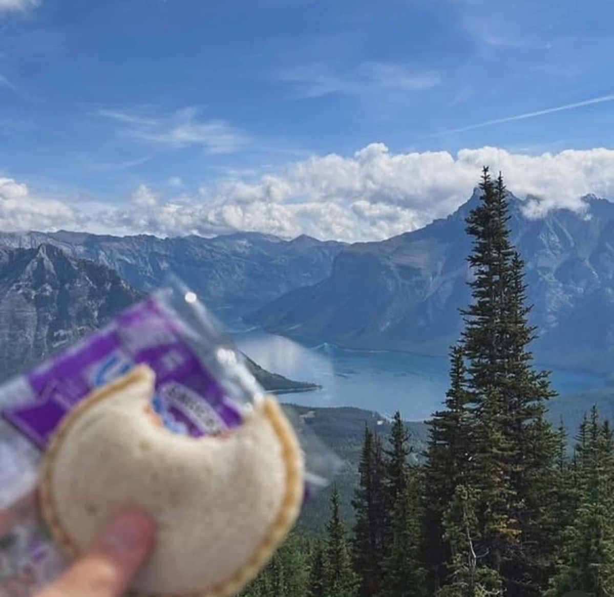 horse dentist tweet media