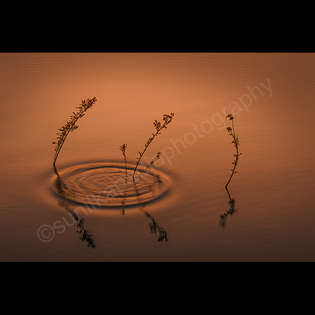 Sunil Kapadia tweet media