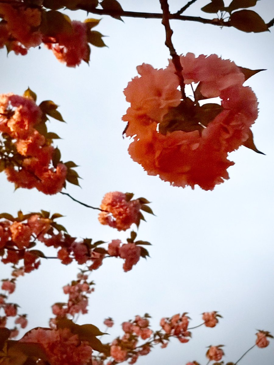 今日21:00頃からインスタライブします😊

お時間ある方
ぜひ来てください💕

instagram.com/chimi_rin144?i…