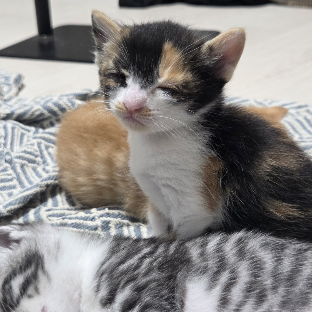 예지를 위하여🐱가족을 찾아요 tweet media