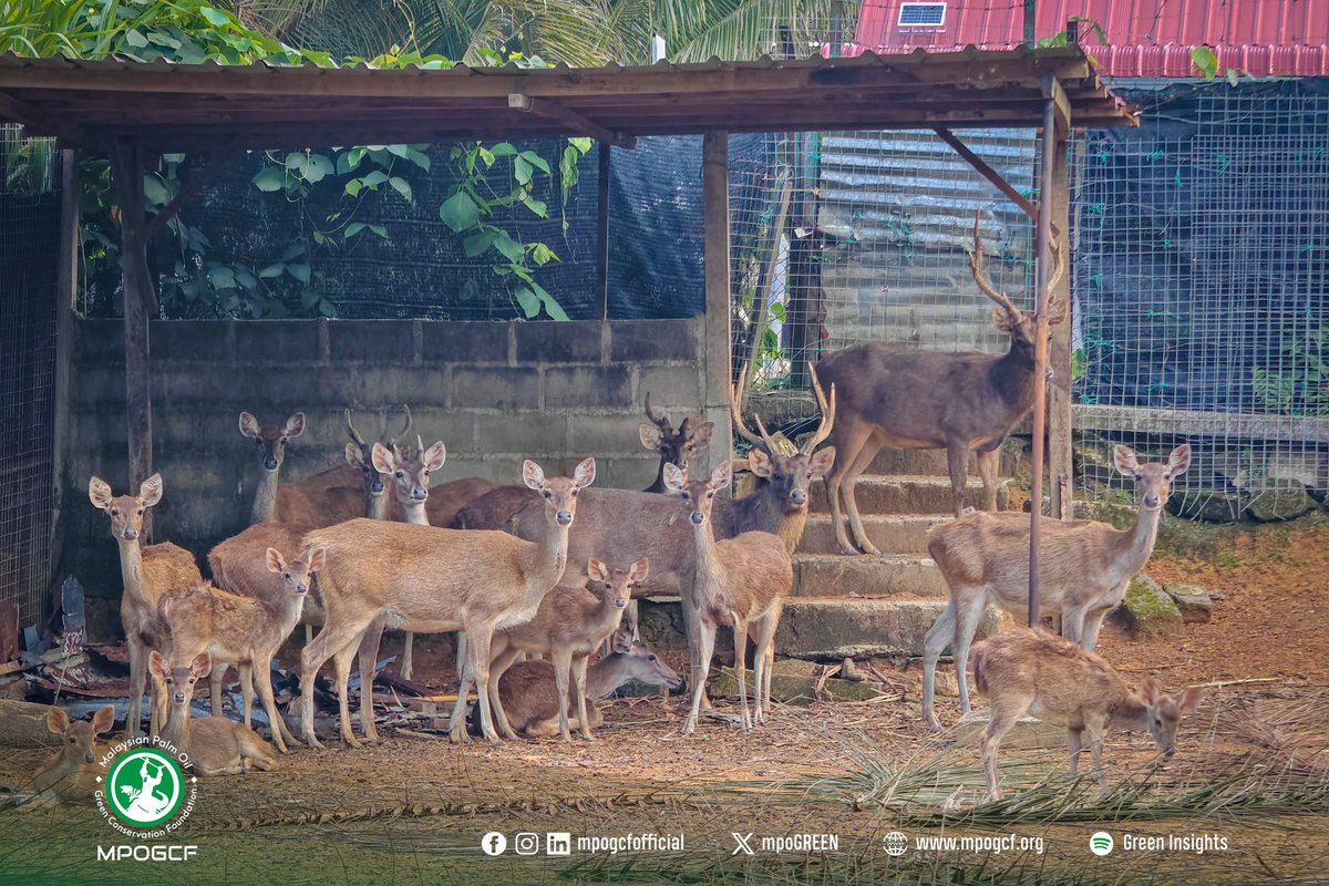mpoGREEN's tweet photo. The prey species include sambar deer (Rusa unicolor), mouse deer (Tragulus javanicus), and Malayan porcupine (Hystrix brachyura), all essential to the Malayan tiger’s ecological food chain. https://t.co/lEBFOtLI41