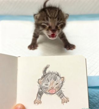 popular cat post tweet media