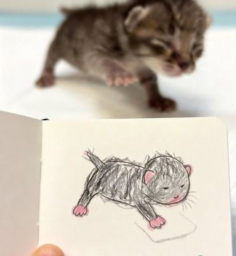 Baby Animals (@animalsbabyy) on Twitter photo 