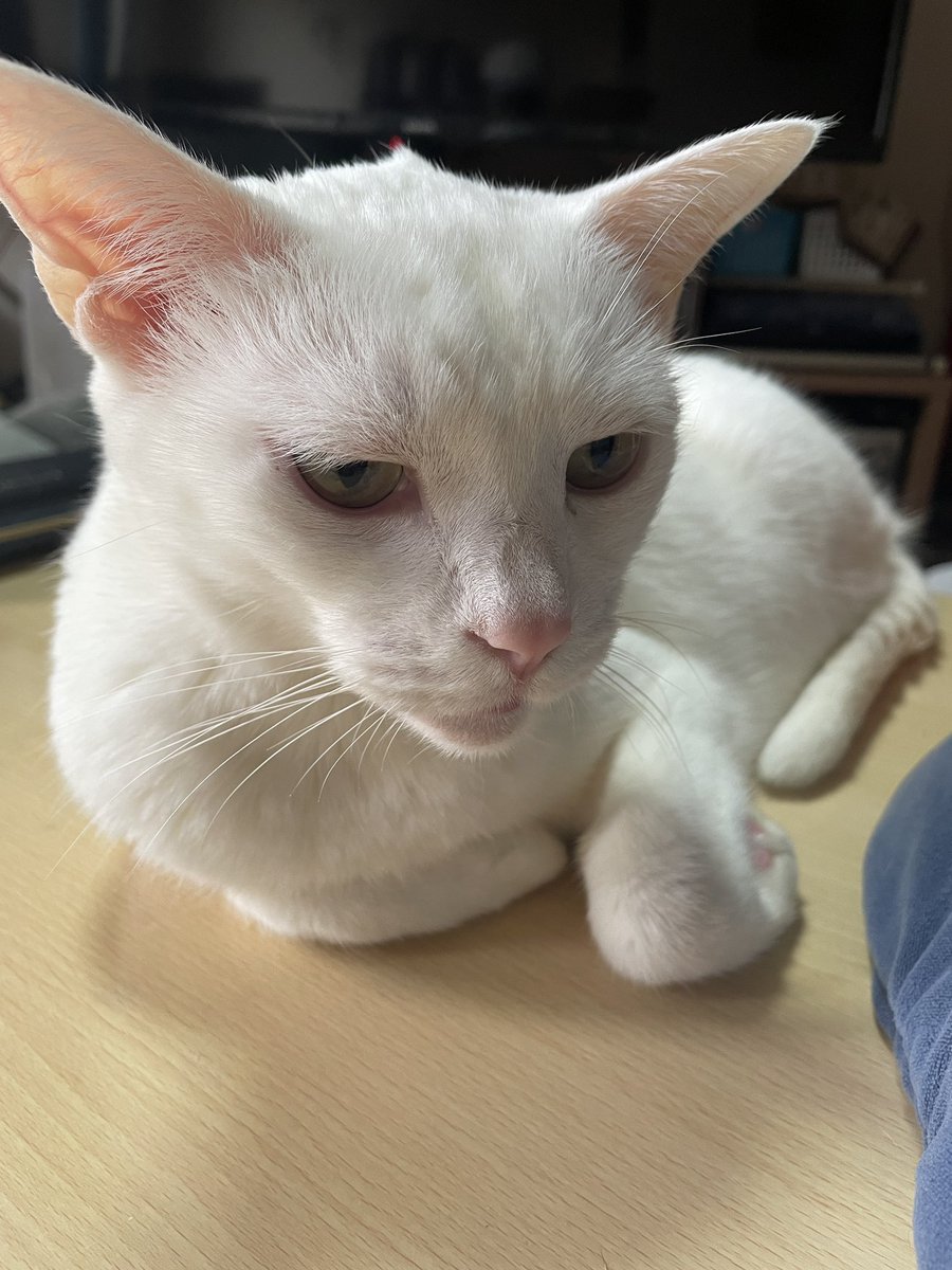 モンビジ・ユーコ tweet media