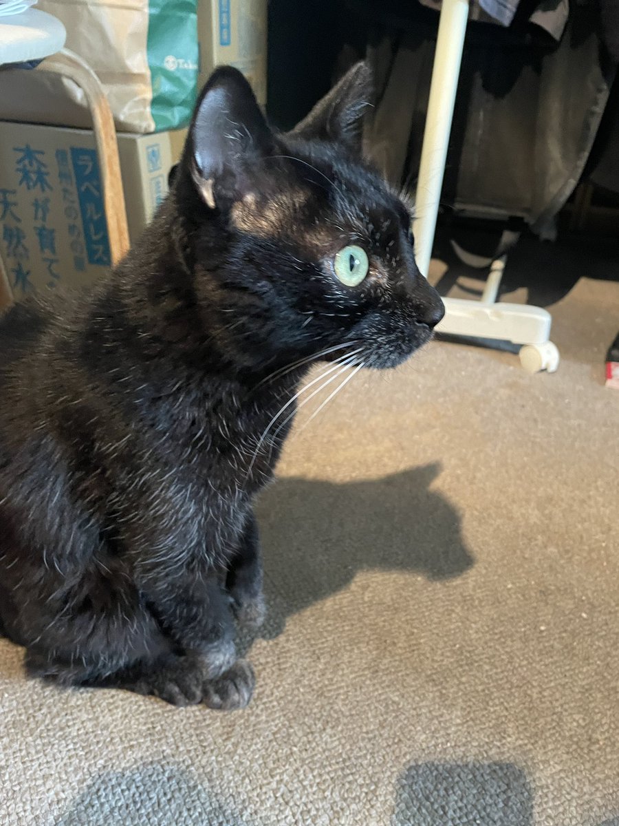 モンビジ・ユーコ tweet media