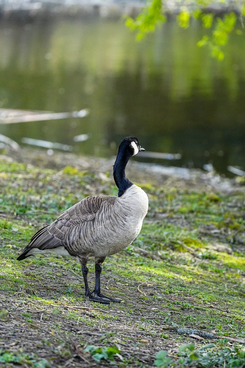 SkykidLan's tweet image. 4.15. Canada goose 妈妈不时站起来，整理腹部羽毛，有时低头看着那些蛋。隐约能看到草窝上有几团羽毛。

鹅爸还是在附近守着，非常警觉，偶尔在水里游一圈。不远处站着一只苍鹭，一动不动。查了一下，它不会吃鹅蛋，但会捕食刚出生的小鹅。但愿它不是在等那个时刻🙏🏽 #Vancouver