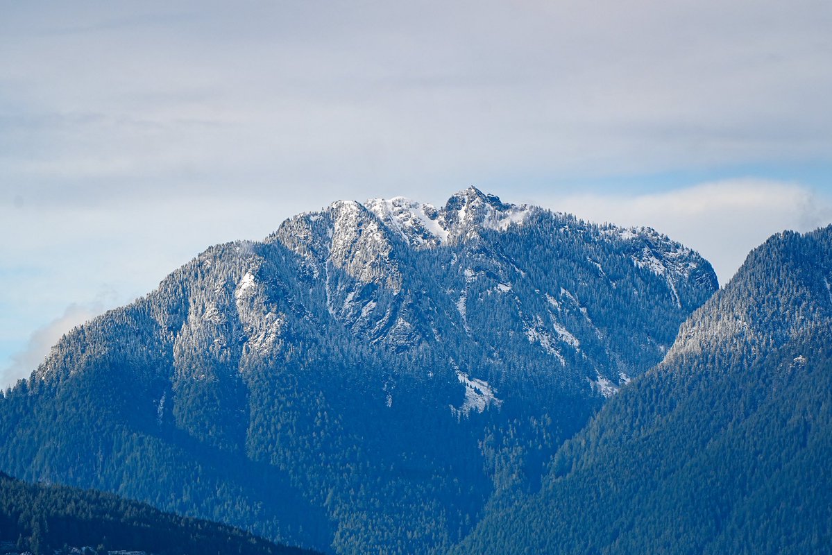 SkykidLan's tweet image. 4.15. Canada goose 妈妈不时站起来，整理腹部羽毛，有时低头看着那些蛋。隐约能看到草窝上有几团羽毛。

鹅爸还是在附近守着，非常警觉，偶尔在水里游一圈。不远处站着一只苍鹭，一动不动。查了一下，它不会吃鹅蛋，但会捕食刚出生的小鹅。但愿它不是在等那个时刻🙏🏽 #Vancouver