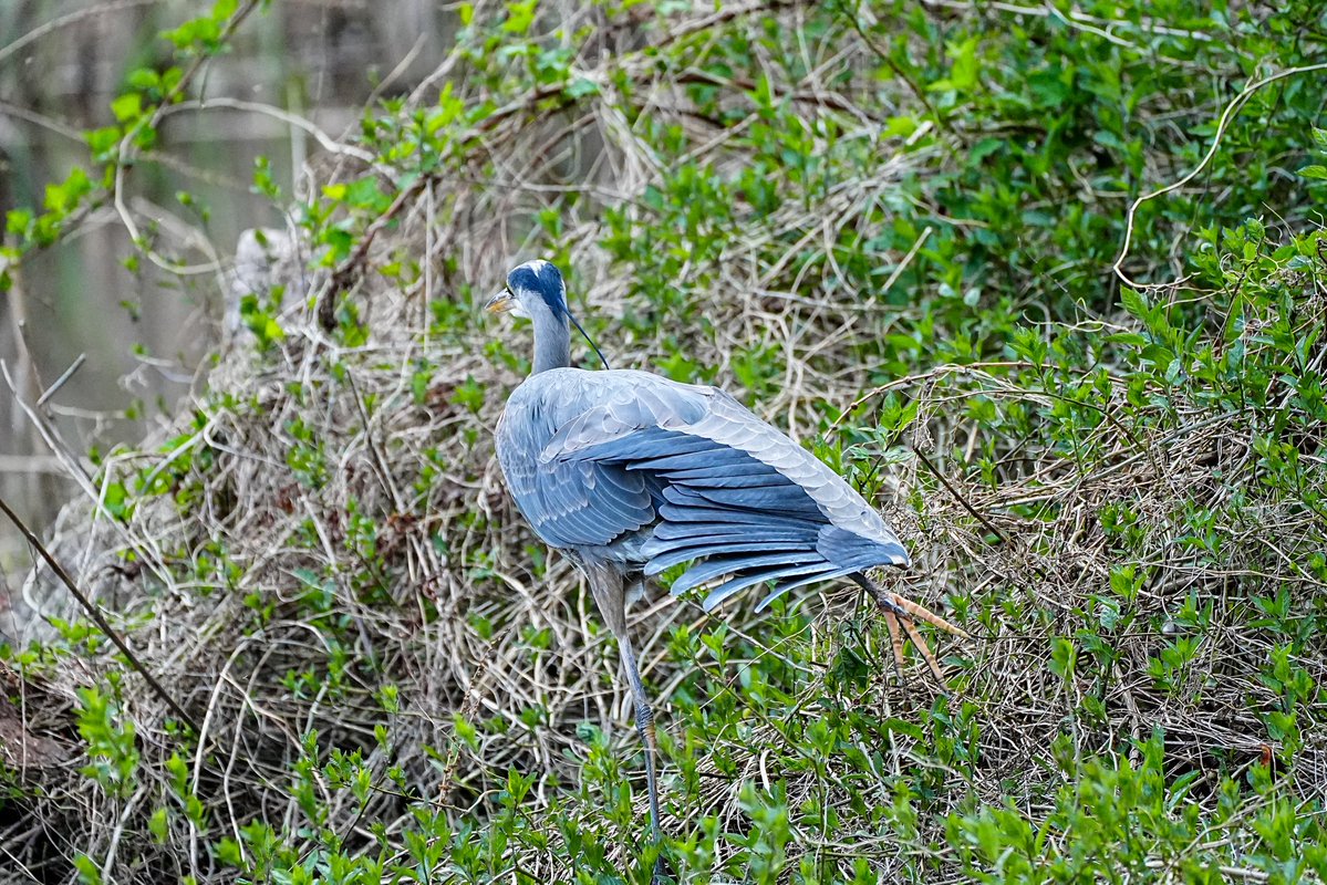SkykidLan's tweet image. 4.15. Canada goose 妈妈不时站起来，整理腹部羽毛，有时低头看着那些蛋。隐约能看到草窝上有几团羽毛。

鹅爸还是在附近守着，非常警觉，偶尔在水里游一圈。不远处站着一只苍鹭，一动不动。查了一下，它不会吃鹅蛋，但会捕食刚出生的小鹅。但愿它不是在等那个时刻🙏🏽 #Vancouver