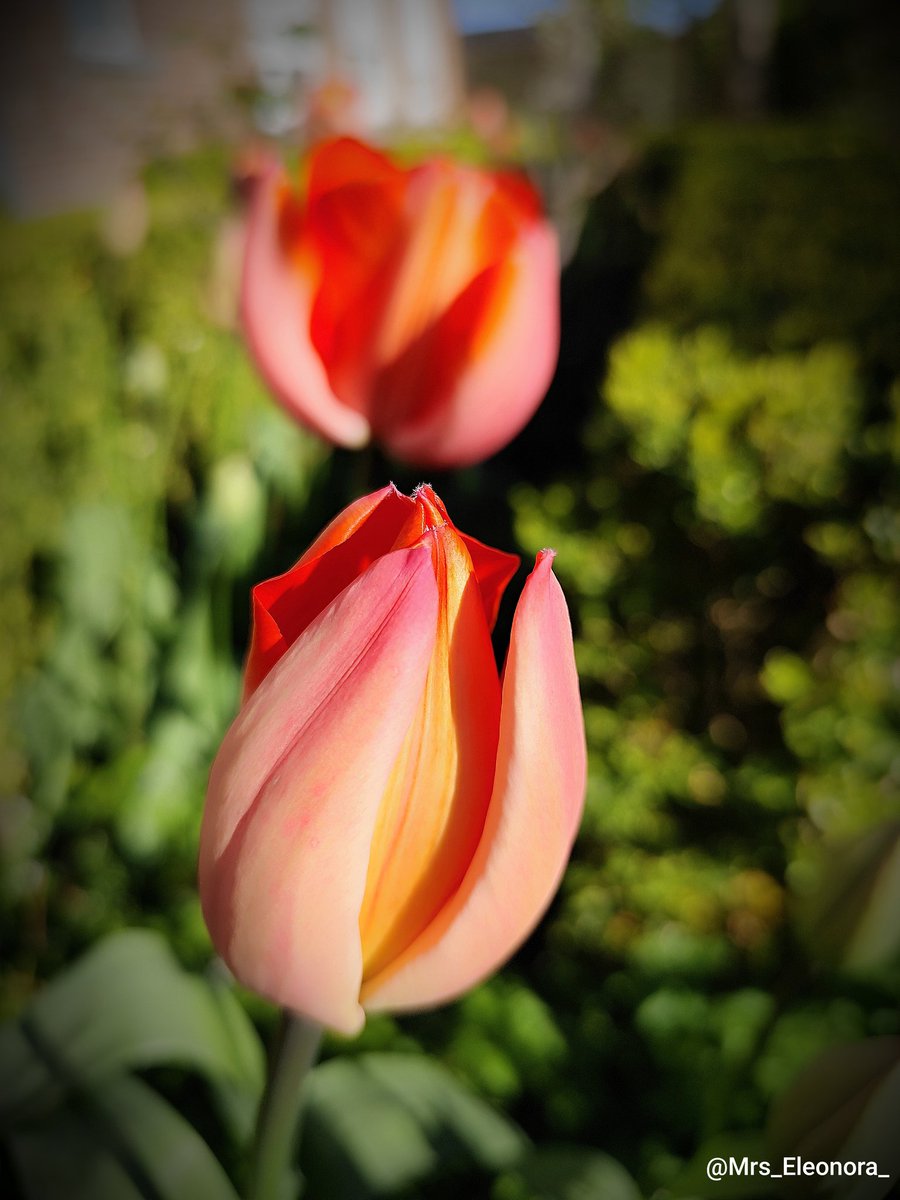 Eleonora tweet media