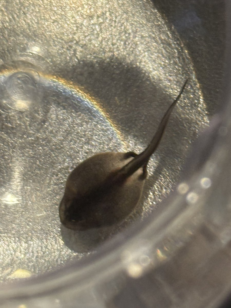 しろぼっちぃ tweet media