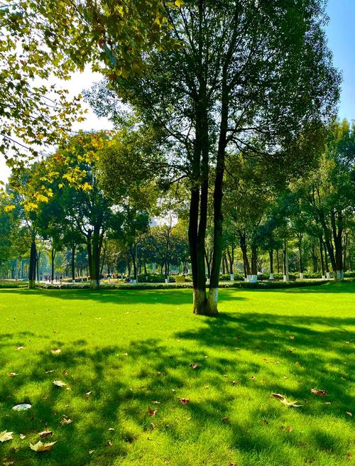 diego_manya's tweet photo. Neighborhood Clean-Up u0026 Picnic | Sat, 10 AM | Central Park  Bring gloves + reusable bags! Stay for snacks, games, and new friends. Let’s spruce up our space together! #CommunityLove https://t.co/I2XmYCRJeB