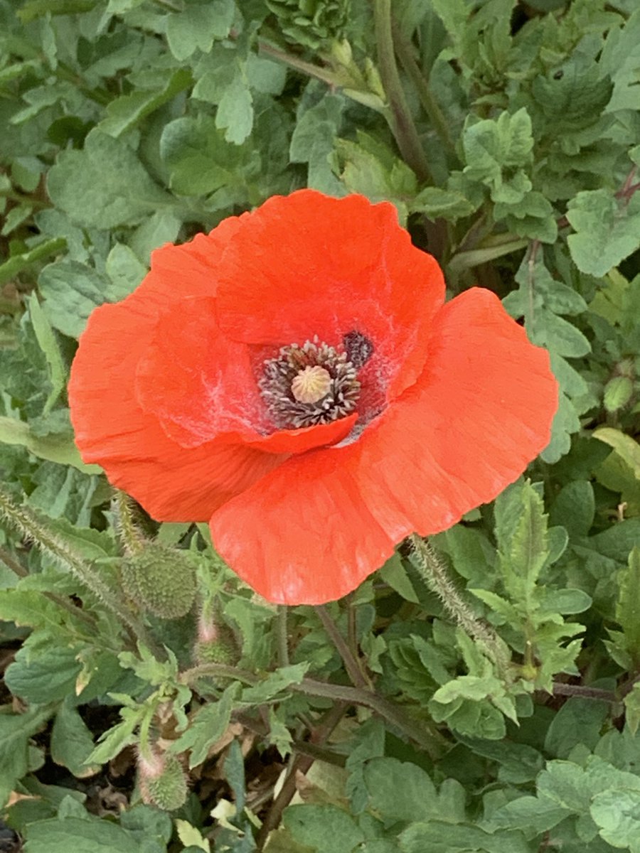 Satsujin/殺人/Satsujin-Shuppan/殺人出版 🇯🇵🇮🇱🇫🇷 tweet media