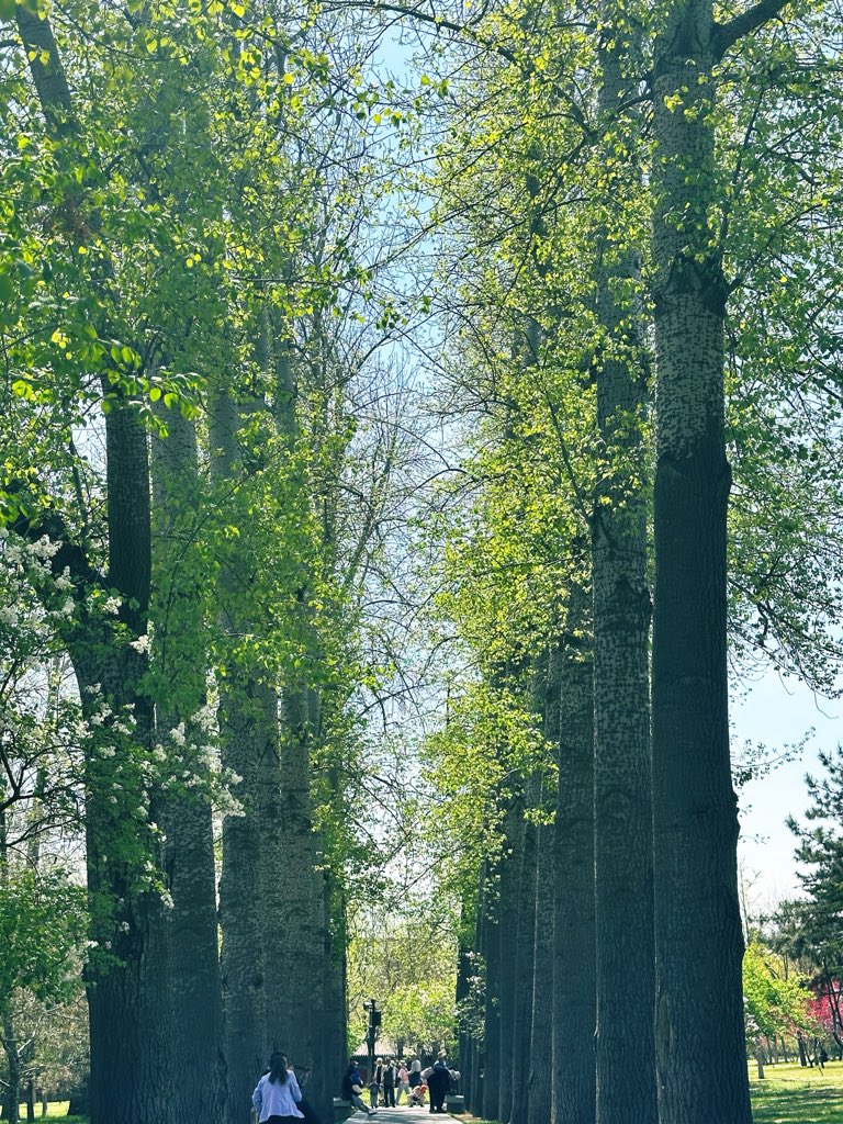 david_andrew123's tweet image. The time you "waste" is truly your own.
Doing nothing under the trees, just enjoying the moment.
Happiness is the most meaningful thing of all ✨
#SlowLife #SpringVibes #Mindfulness