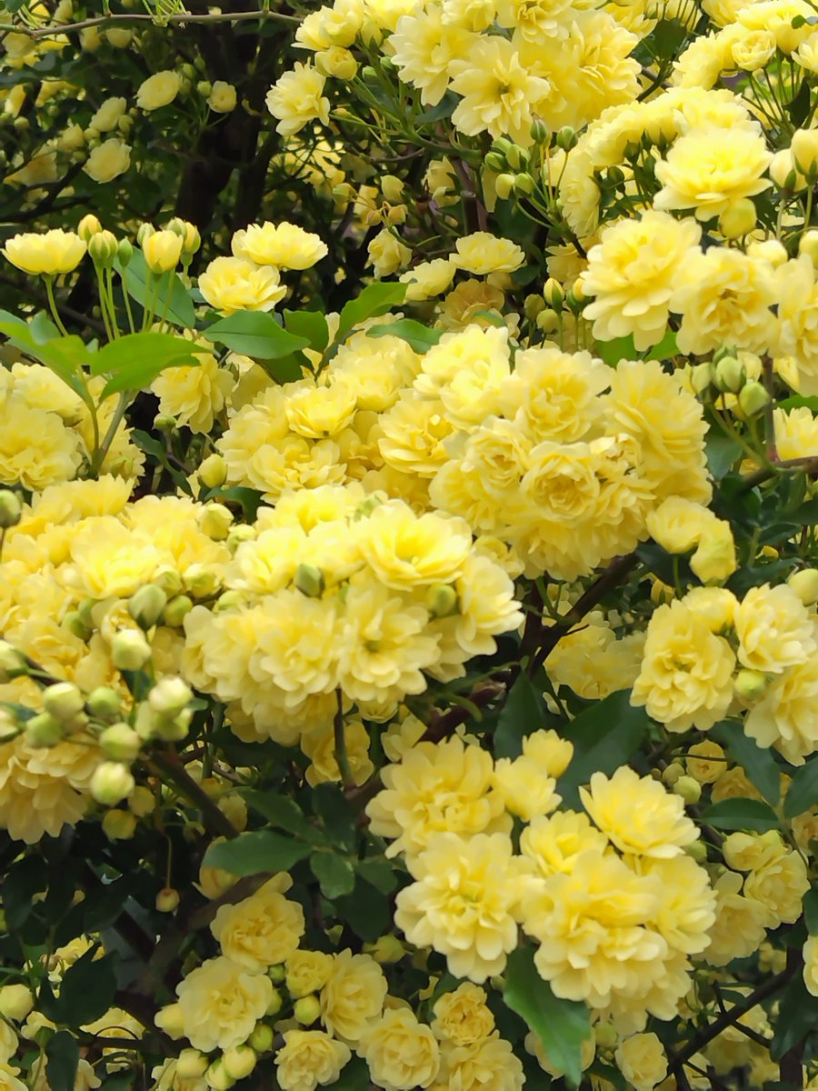 のりさん🍀🌻🌻🍀🐦 tweet media