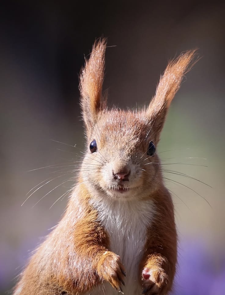 Eichhörnchen Fan 🐿🐿🇩🇪🇩🇪 tweet media