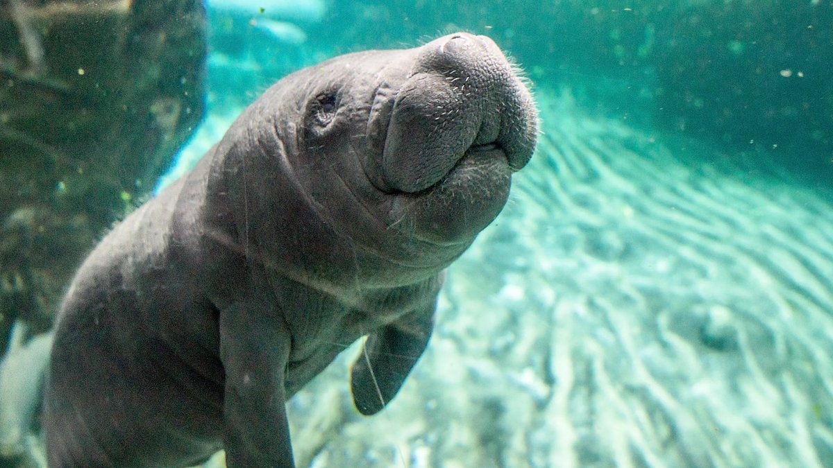 djzei_fr's tweet image. Come be the manatee or whatever Olivia Dean said #oliviadean #manatee