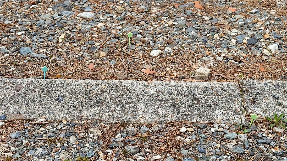 🐸カエル日記🐸 by Yumiko tweet media