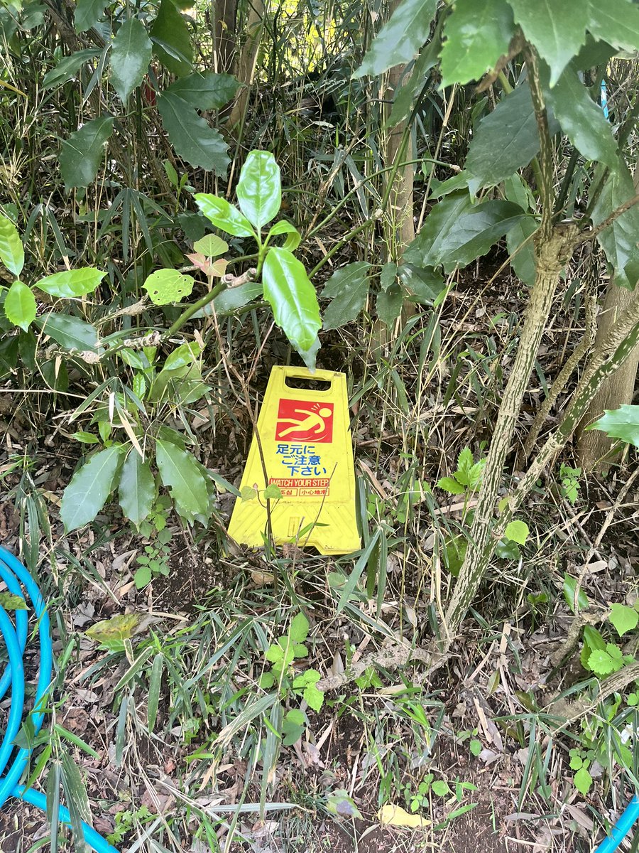 クイックルンβ tweet media