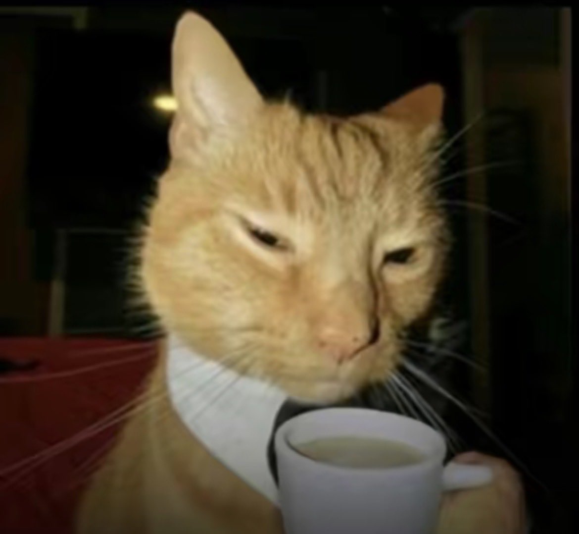 kitty mma🐾 tweet media