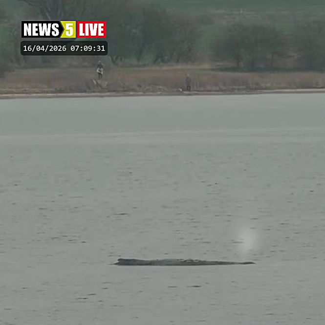 ninakndy's tweet image. Guten Morgen, Twitter-Freunde. 
Möge heute alles gut ablaufen 🙏💙 Hope lebt und bläst Fontänen.

#timmy #hope #wal