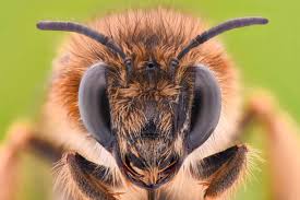 BermanWill75298's tweet image. To some #frightening! 🐝🐝🐝
To others, 🐝🐝🐝
A thoughtful, gentle moment! 🐝🐝🐝
Precious! 🐝🐝🐝... #bee thinking World 💞