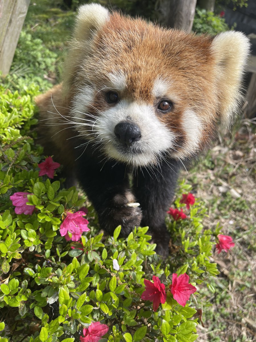 nishiyama_zoo's tweet photo. ツツジとモッチーくん

#鯖江市西山動物園
#レッサーパンダ
#モッチー https://t.co/Q31REMkSuV
