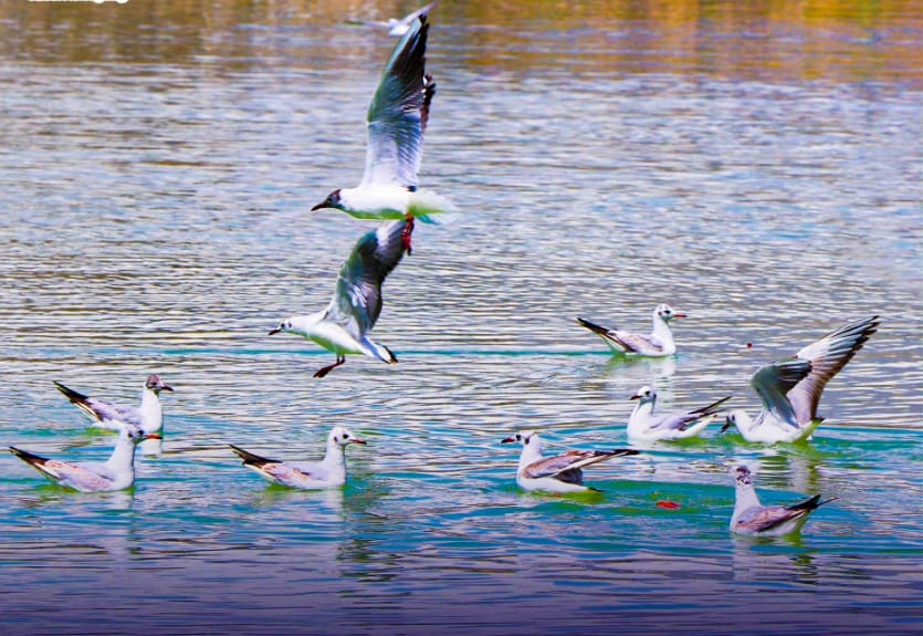 جنید افغان:Junaid Afghan tweet media