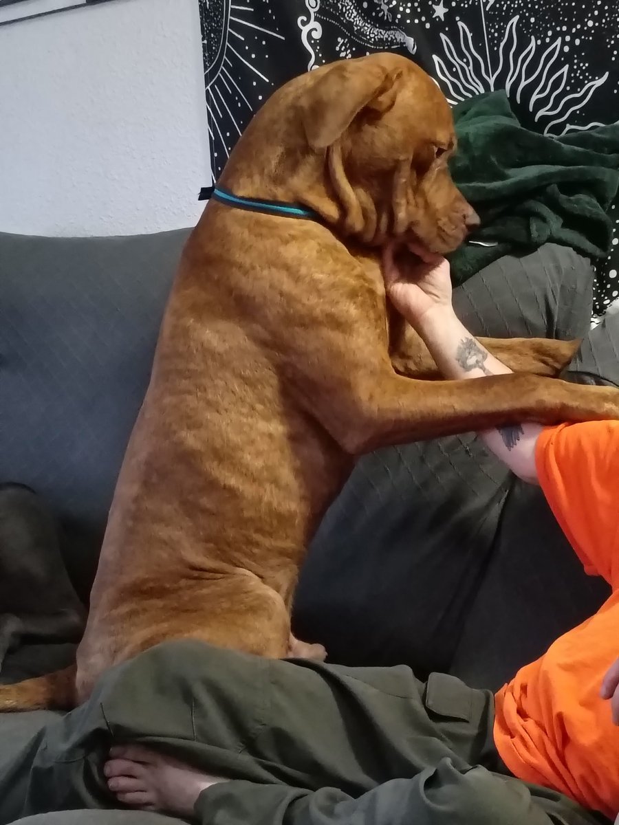 RedDogsMatter tweet media