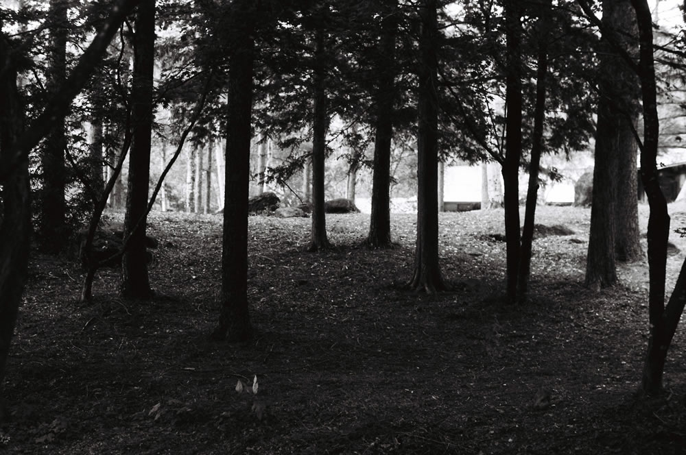 champcamera's tweet image. EARL GREY100 by みすずが丘店(#あざみ野 )

強いコントラストが特徴のISO100の #白黒フィルム。
滑らかなグレーの階調と粒子感が美しいクラッシックな写りの白黒フィルムです。

#Lomography #田園都市線
champcamera.co.jp/topics/?id=ms_…